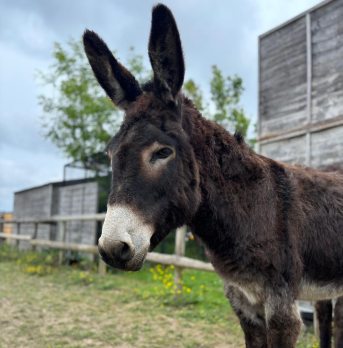 Waitrose token where to see donkeys in Essex