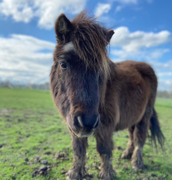 Shearer pony rescue in Essex