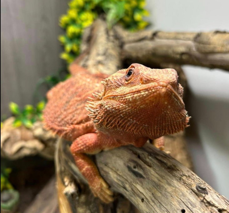 Bearded dragon - Bean - reptile rescue in Essex