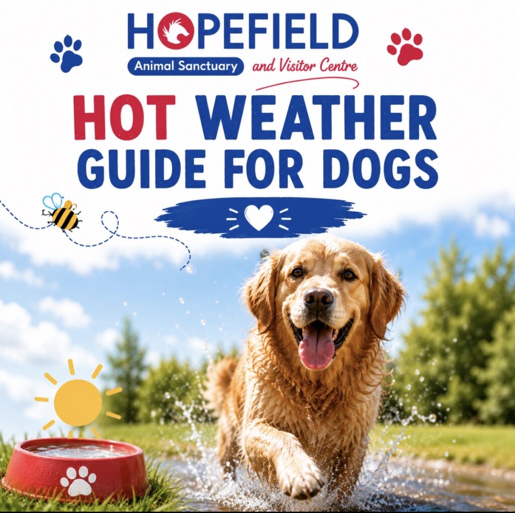 hot weather guide for dogs hopefield