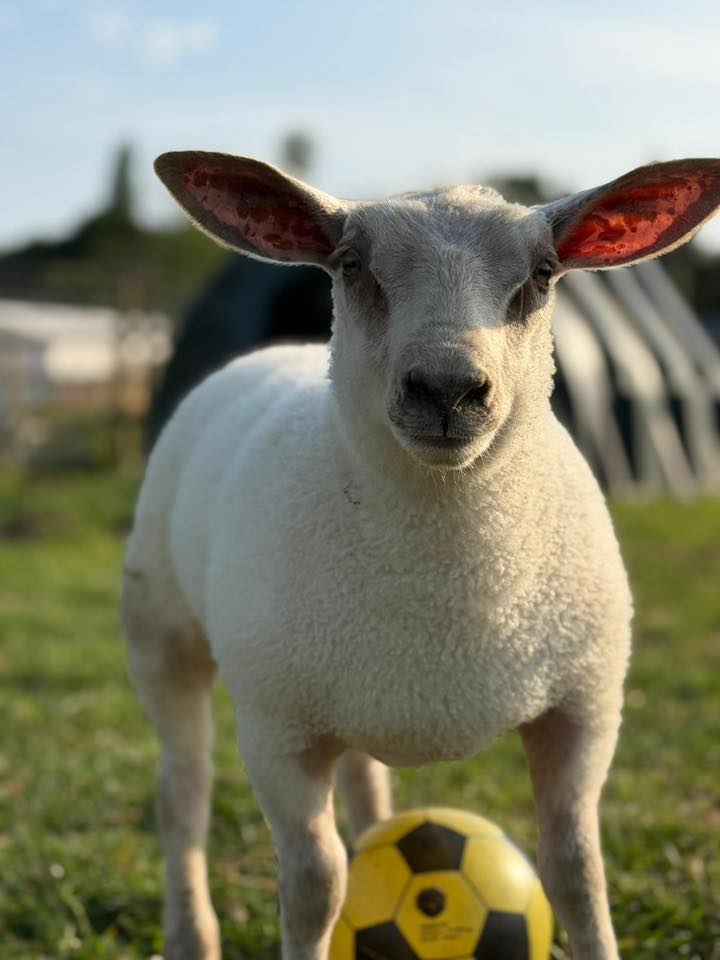 Flo the lamb farm animal rescue in Essex