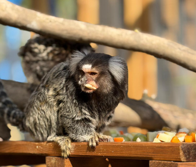 marmoset license exotic pet rescue in Essex