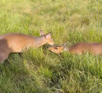 muntjac deer rescue in Essex - Forest