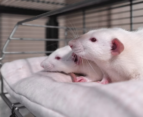 animal testing in the UK