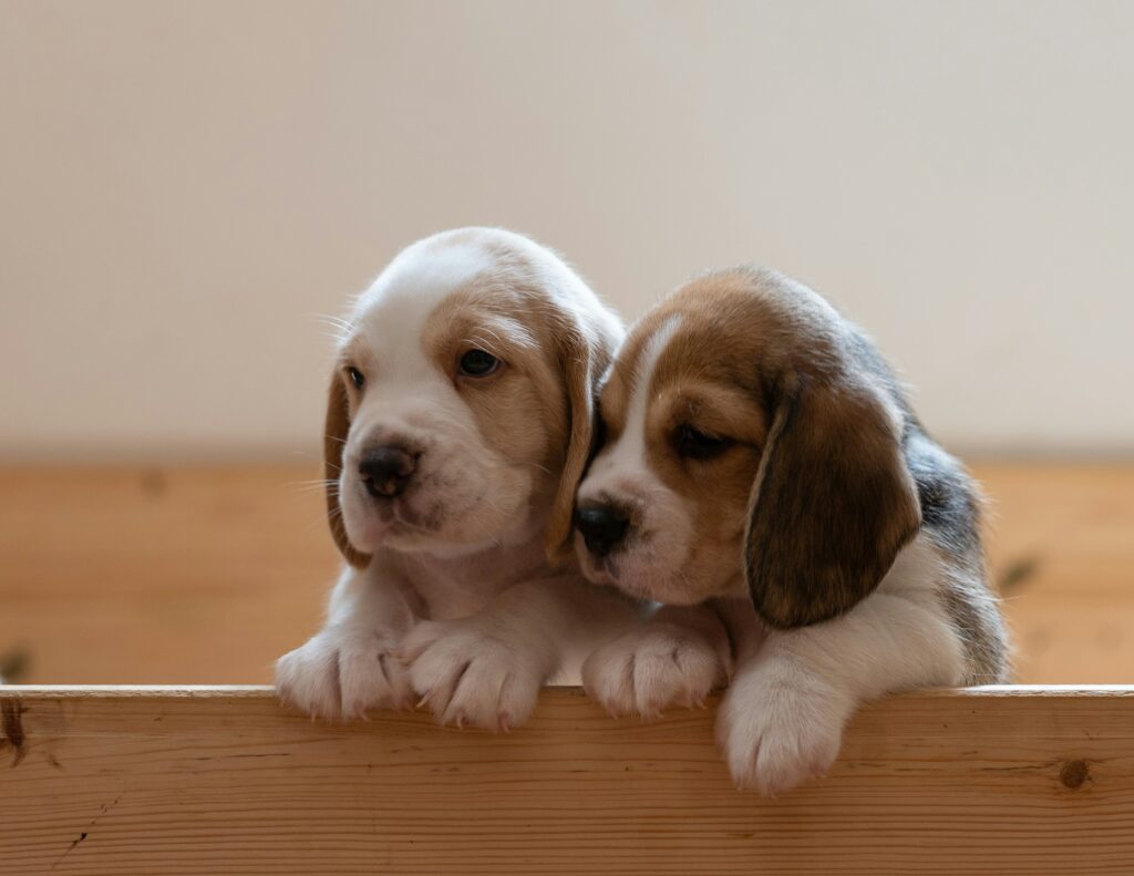 animal testing in the UK beagles animal rescue in Essex