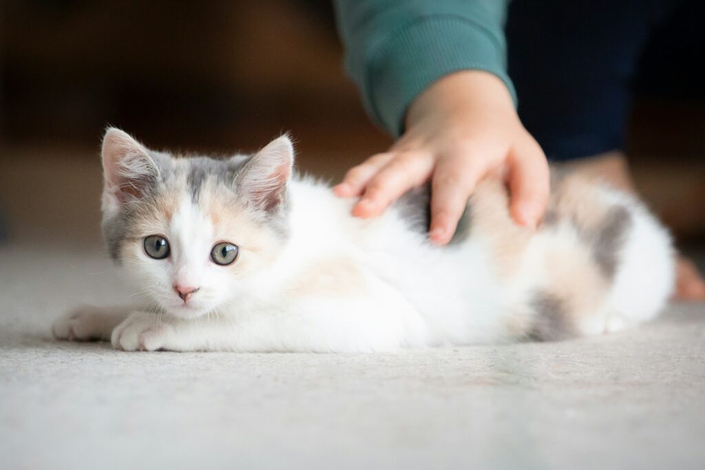 animal rescue in Essex impulse pet buy