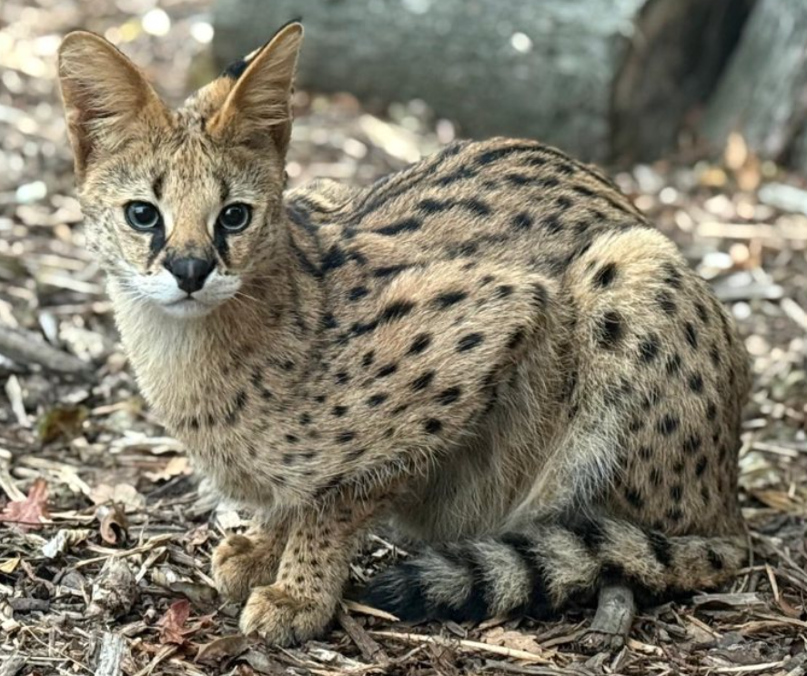 Exotic pet rescue in Essex
