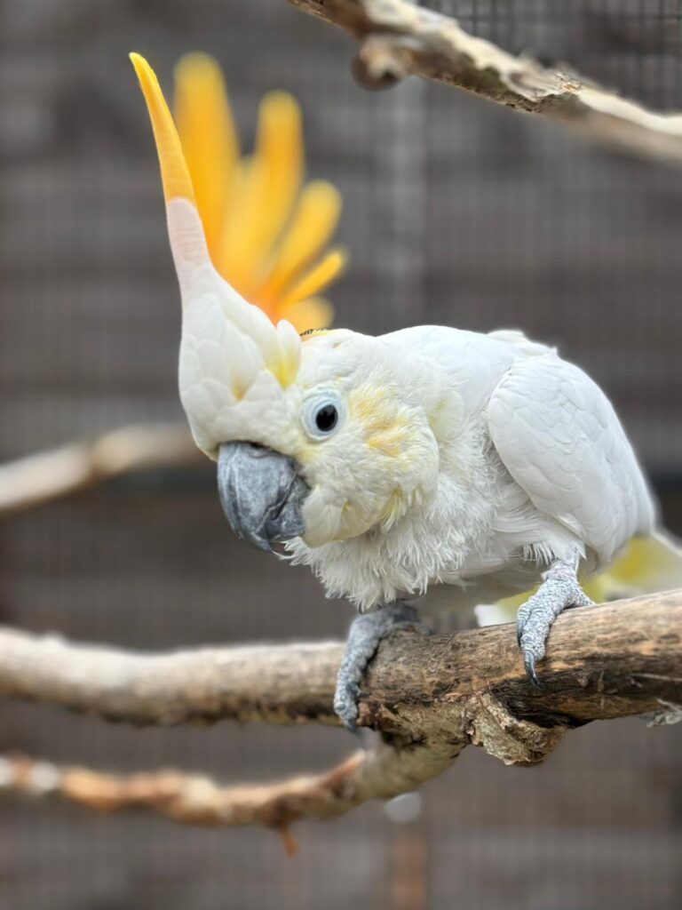 exotic rescue in Essex 