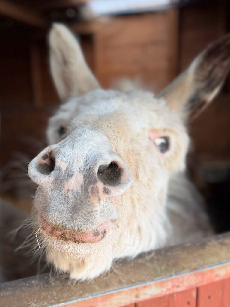 Johnny the Donkey - donkey rescue in Essex - where to see donkeys in Essex