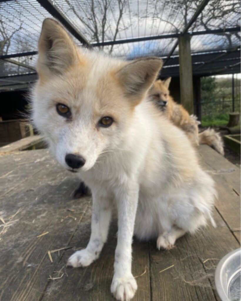 RIP Keira exotic animal rescue in Essex