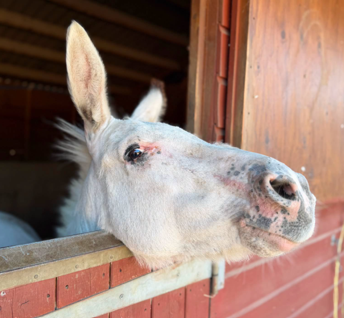 donkey rescue in Essex Johnny