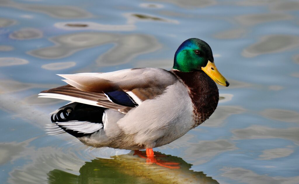 duck rescue Essex