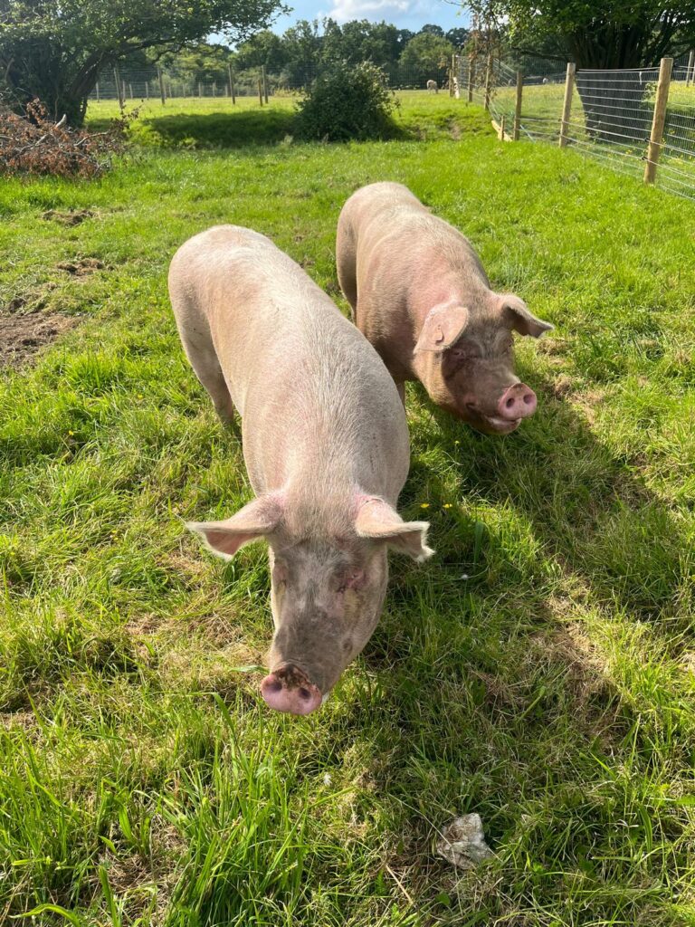 animal sanctuary home for life