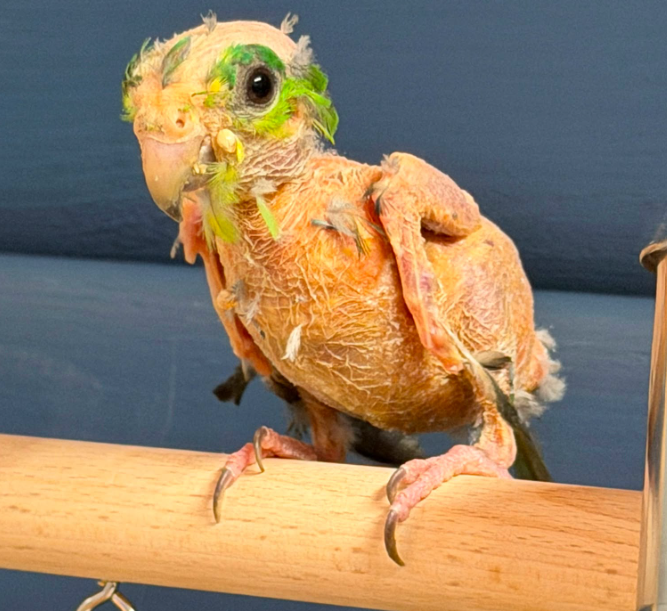bird rescue in Essex meet Steve