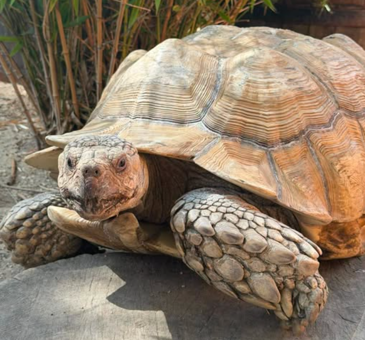 Ozzy the sulcata tortoise exotic animal rescue