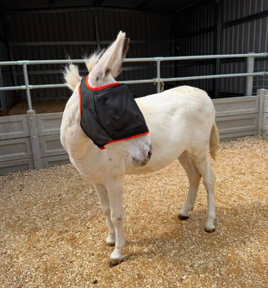 Johnny the donkey's cancer treatment