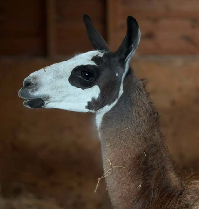 Marlow the llama animal rescue in Essex