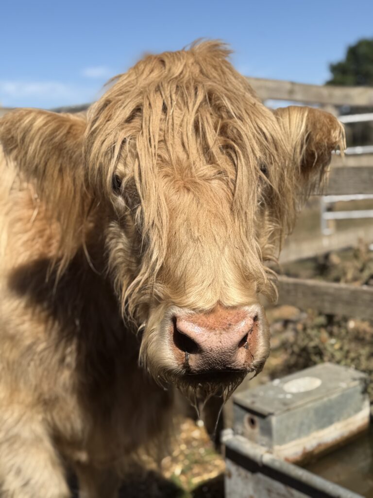 animal rescue in essex Hamish