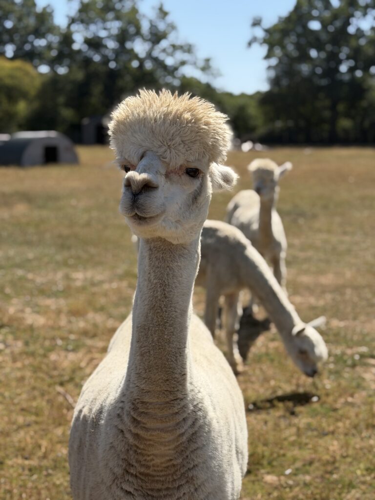 animal rescue alpaca