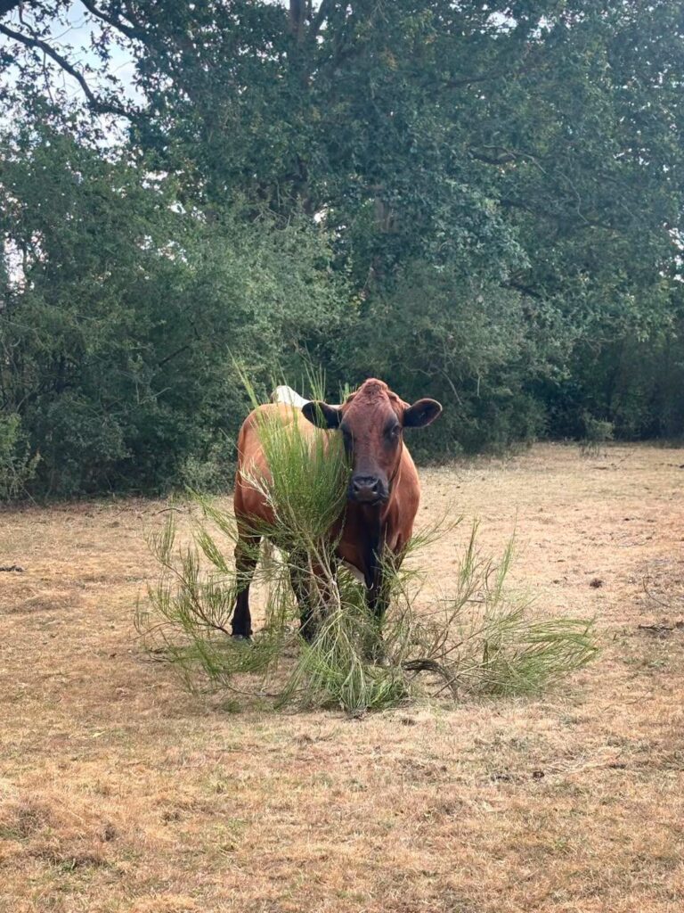 local animal sanctuary hay appeal