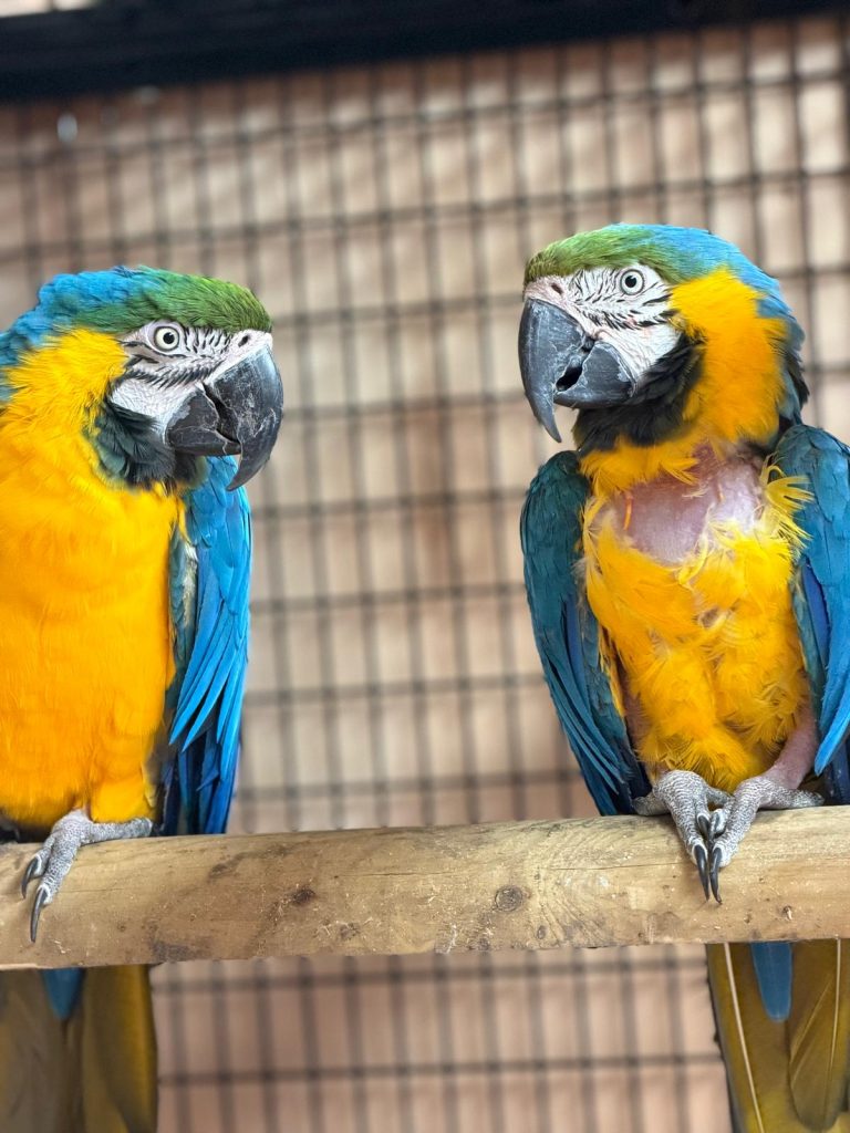 exotic pet trade macaw