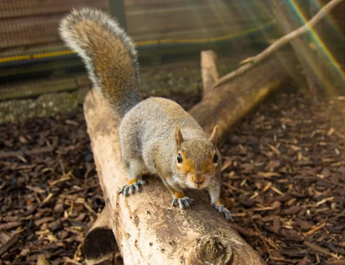 Invasive Species in UK Hazel