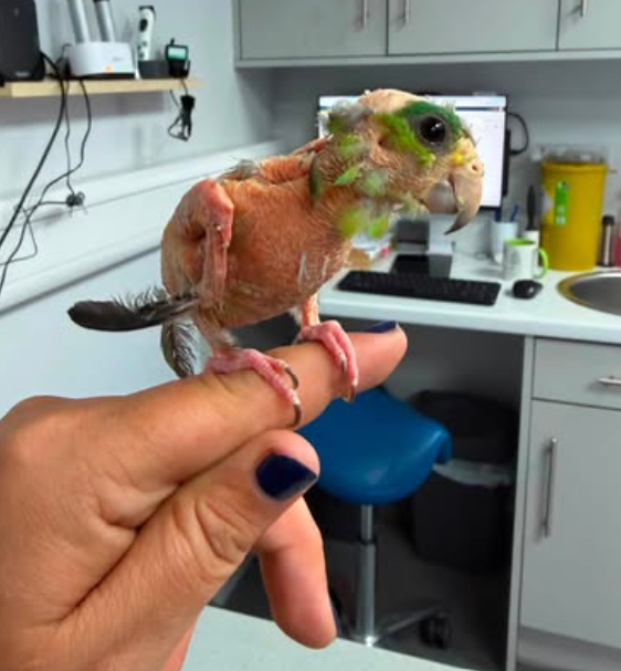 bird rescue in Essex Steve