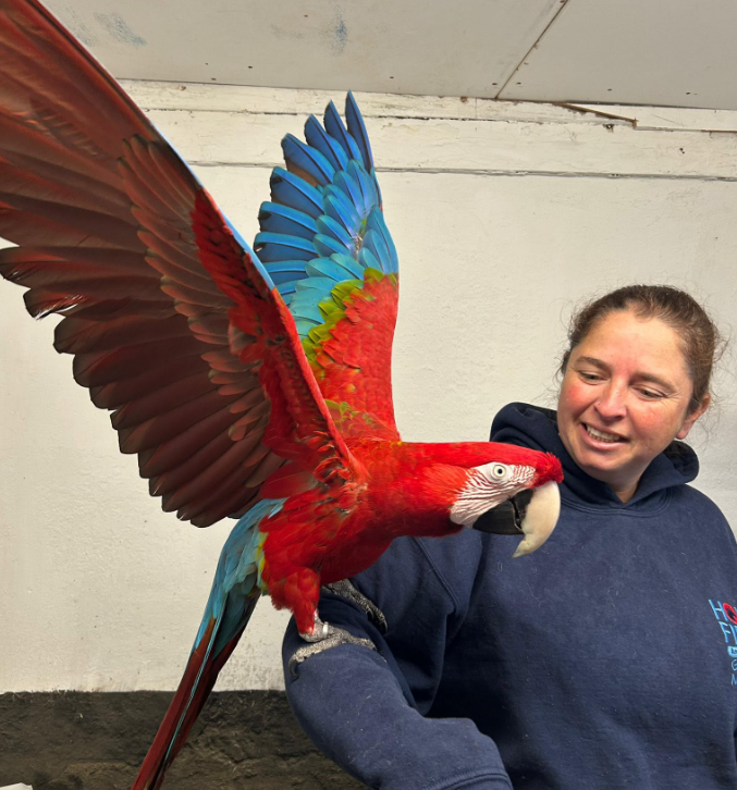 Skittles the macaw - parrot rescue in Essex