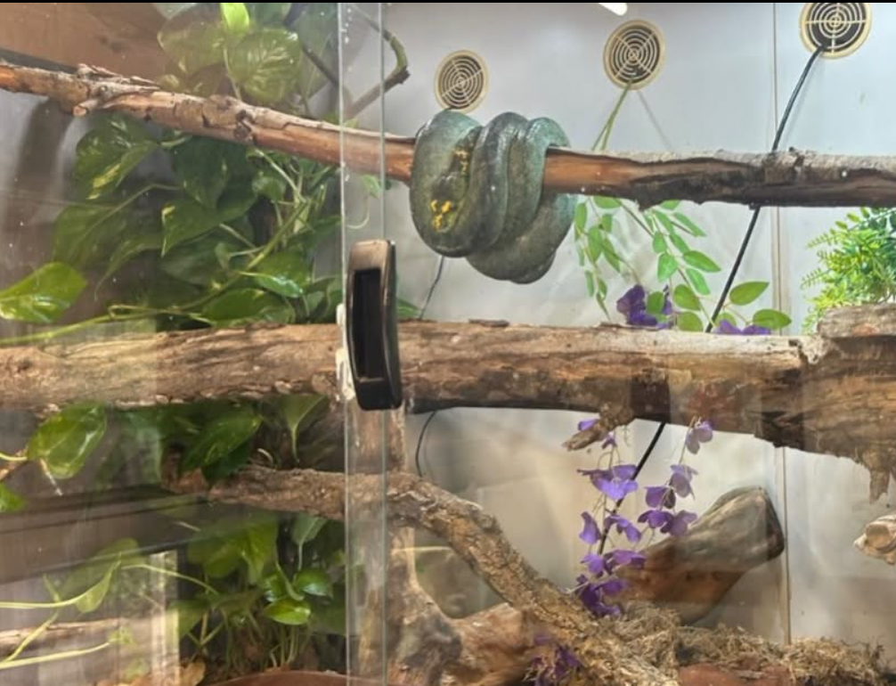 reptile rescue