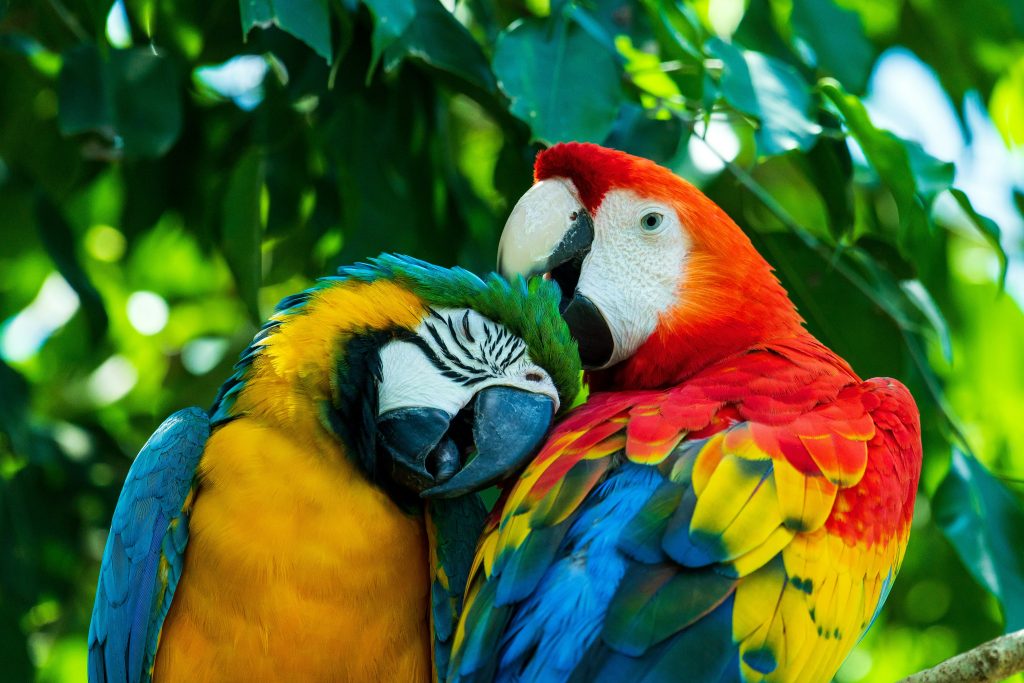 exotic pet trade macaw