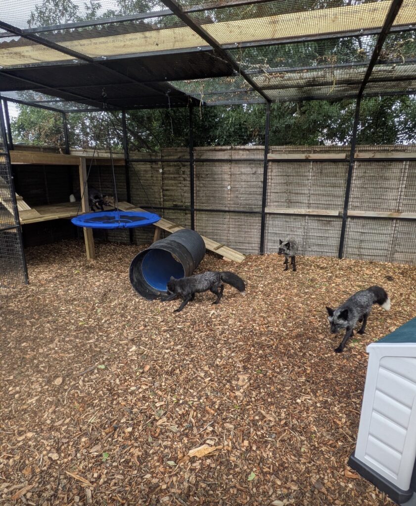 foxes new enclosure fox rescue