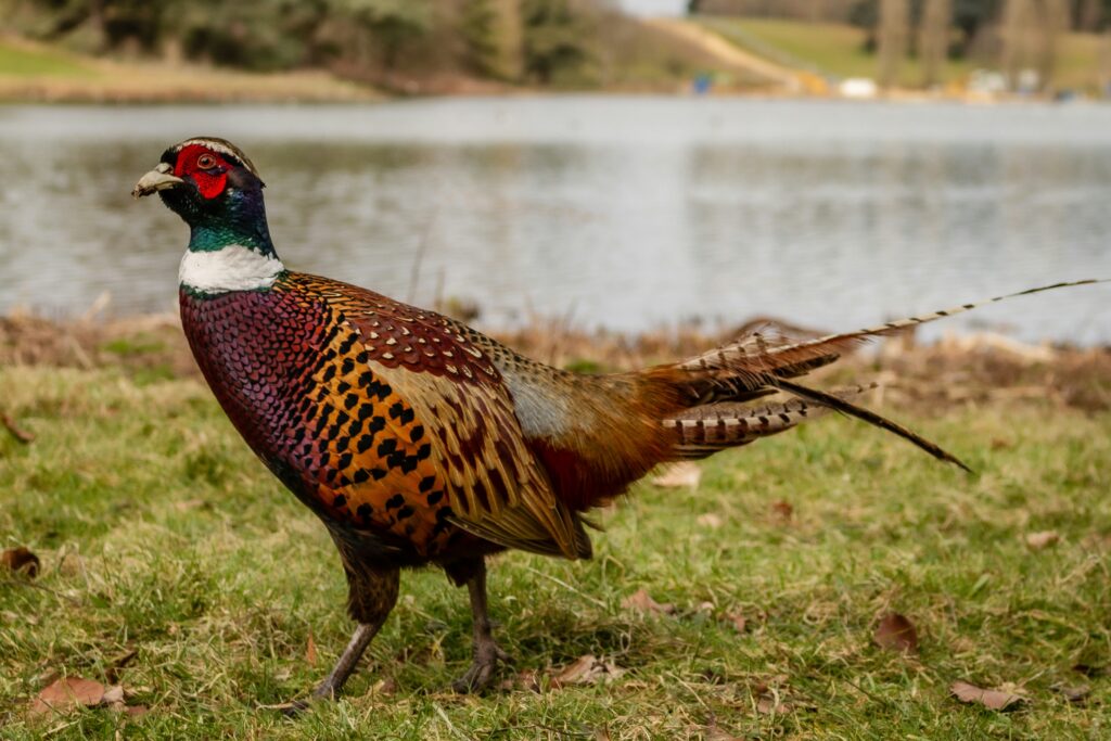 gamebird shooting