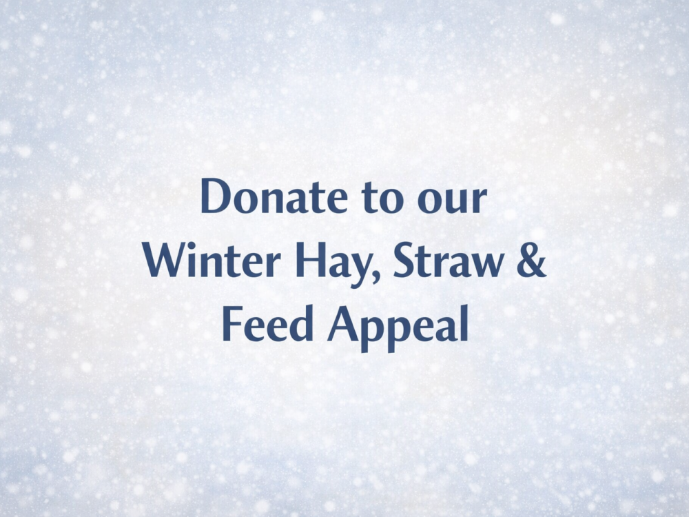 ChatGPT Image Dec 30, 2025, 10_23_38 AM